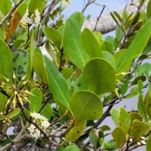 Aegiceras corniculatum at Nambucca Heads, NSW - 1 Nov 2022 10:48 AM