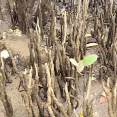 Aegiceras corniculatum at Nambucca Heads, NSW - 1 Nov 2022 10:48 AM