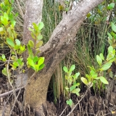 Aegiceras corniculatum at Nambucca Heads, NSW - 1 Nov 2022 10:48 AM