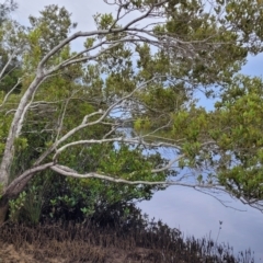 Aegiceras corniculatum at Nambucca Heads, NSW - 1 Nov 2022 10:48 AM