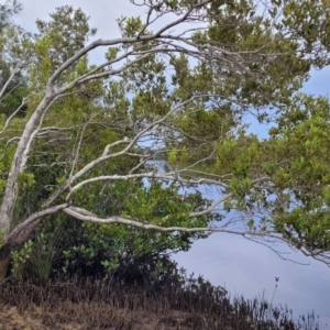 Aegiceras corniculatum at Nambucca Heads, NSW - 1 Nov 2022 10:48 AM