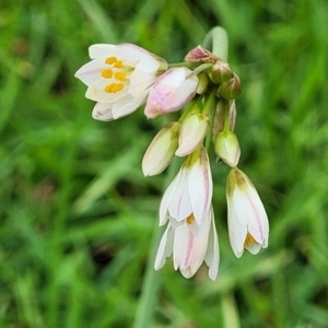 Nothoscordum gracile at Nambucca Heads, NSW - 1 Nov 2022