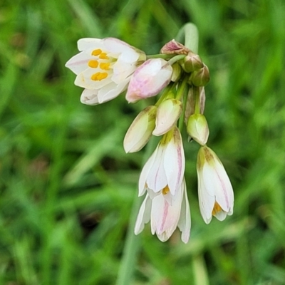 Nothoscordum gracile (Onion Weed) at Nambucca Heads, NSW - 31 Oct 2022 by trevorpreston