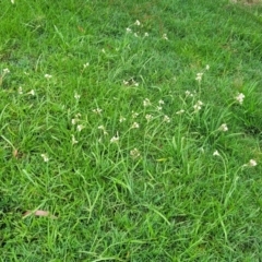 Nothoscordum gracile at Nambucca Heads, NSW - 1 Nov 2022 10:45 AM