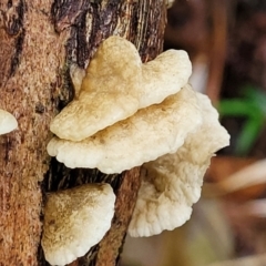 Unidentified Cap, gills below, no stem & usually on wood [stemless mushrooms & the like] at Nambucca Heads, NSW - 1 Nov 2022 by trevorpreston