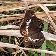 Tisiphone abeona (Varied Sword-grass Brown) at Nambucca Heads, NSW - 1 Nov 2022 by trevorpreston