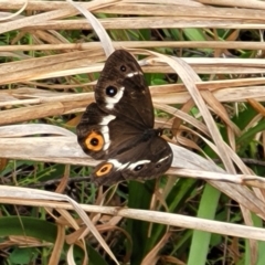 Tisiphone abeona at Nambucca Heads, NSW - 1 Nov 2022 10:33 AM