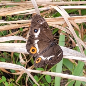 Tisiphone abeona at Nambucca Heads, NSW - 1 Nov 2022 10:33 AM