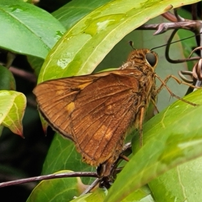 Unidentified Butterfly (Lepidoptera, Rhopalocera) at Nambucca Heads, NSW - 1 Nov 2022 by trevorpreston