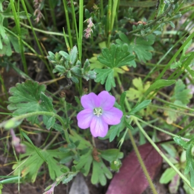 Geranium potentilloides (Soft Crane's-bill) at Wamboin, NSW - 21 Oct 2021 by Devesons