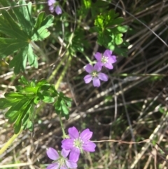 Geranium solanderi var. solanderi at Wamboin, NSW - 22 Oct 2021 09:51 AM