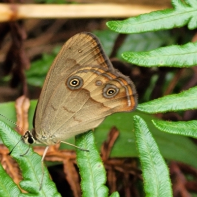 Hypocysta metirius (Brown Ringlet) at Nambucca Heads, NSW - 1 Nov 2022 by trevorpreston