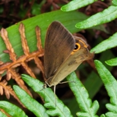 Hypocysta metirius at Nambucca Heads, NSW - 1 Nov 2022 10:30 AM