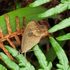 Hypocysta metirius at Nambucca Heads, NSW - 1 Nov 2022