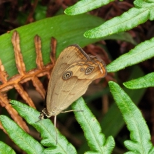 Hypocysta metirius at Nambucca Heads, NSW - 1 Nov 2022 10:30 AM