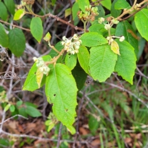 Commersonia bartramia at Nambucca Heads, NSW - 1 Nov 2022 10:29 AM