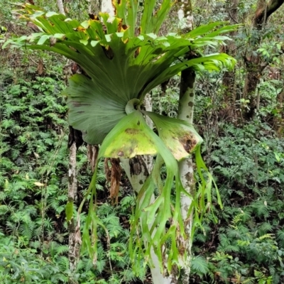 Platycerium superbum (Staghorn Fern) at Nambucca Heads, NSW - 1 Nov 2022 by trevorpreston