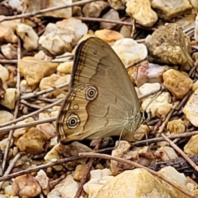 Hypocysta metirius (Brown Ringlet) at Nambucca Heads, NSW - 1 Nov 2022 by trevorpreston