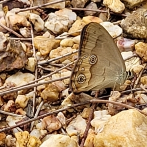 Hypocysta metirius at Nambucca Heads, NSW - 1 Nov 2022 10:21 AM