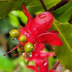 Ochna serrulata at Nambucca Heads, NSW - 1 Nov 2022 10:18 AM