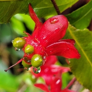 Ochna serrulata at Nambucca Heads, NSW - 1 Nov 2022