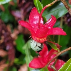 Ochna serrulata at Nambucca Heads, NSW - 1 Nov 2022