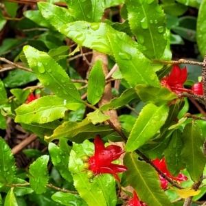 Ochna serrulata at Nambucca Heads, NSW - 1 Nov 2022