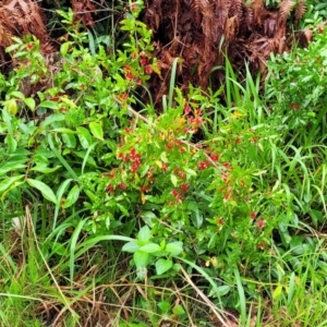 Ochna serrulata at Nambucca Heads, NSW - 1 Nov 2022