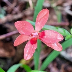 Freesia laxa (False Freesia, Flame Freesia) at Nambucca Heads, NSW - 31 Oct 2022 by trevorpreston