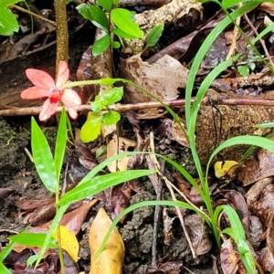 Freesia laxa at Nambucca Heads, NSW - 1 Nov 2022 10:16 AM