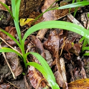 Freesia laxa at Nambucca Heads, NSW - 1 Nov 2022 10:16 AM