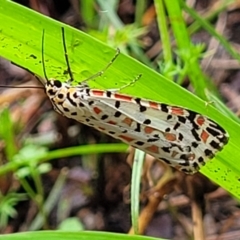 Unidentified Tiger moth (Arctiinae) at Nambucca Heads, NSW - 31 Oct 2022 by trevorpreston