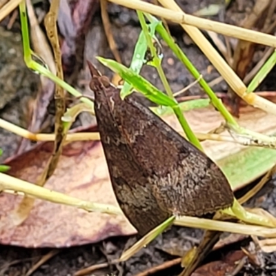 Uresiphita ornithopteralis (Tree Lucerne Moth) at Nambucca Heads, NSW - 1 Nov 2022 by trevorpreston