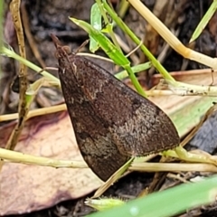 Uresiphita ornithopteralis at Nambucca Heads, NSW - 1 Nov 2022 09:44 AM
