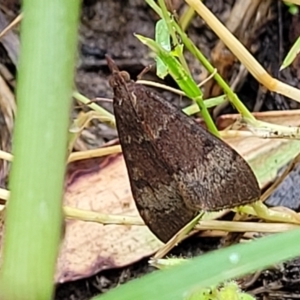Uresiphita ornithopteralis at Nambucca Heads, NSW - 1 Nov 2022 09:44 AM