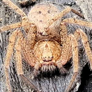 Heteropoda jugulans at Nambucca Heads, NSW - 1 Nov 2022 09:43 AM