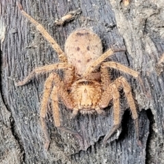 Heteropoda jugulans at Nambucca Heads, NSW - 1 Nov 2022 09:43 AM