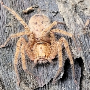 Heteropoda jugulans at Nambucca Heads, NSW - 1 Nov 2022 09:43 AM