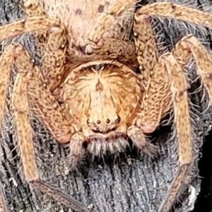 Heteropoda jugulans at Nambucca Heads, NSW - 1 Nov 2022 09:43 AM