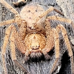 Heteropoda jugulans at Nambucca Heads, NSW - 1 Nov 2022 09:43 AM