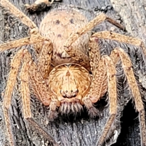 Heteropoda jugulans at Nambucca Heads, NSW - 1 Nov 2022 09:43 AM