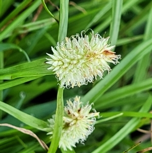 Cyperus sesquiflorus at Nambucca Heads, NSW - 1 Nov 2022