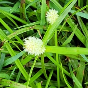 Cyperus sesquiflorus at Nambucca Heads, NSW - 1 Nov 2022