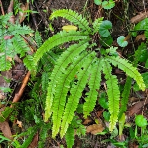 Adiantum hispidulum var. hispidulum at Nambucca Heads, NSW - suppressed