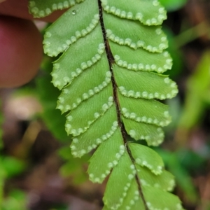 Adiantum hispidulum var. hispidulum at Nambucca Heads, NSW - 1 Nov 2022