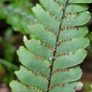 Adiantum hispidulum var. hispidulum at Nambucca Heads, NSW - suppressed