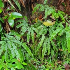 Adiantum hispidulum var. hispidulum at Nambucca Heads, NSW - suppressed