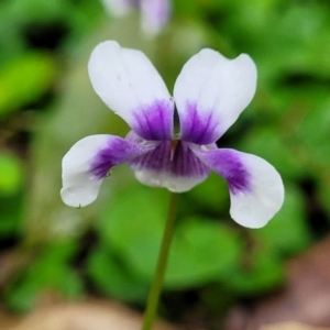 Viola banksii at Nambucca Heads, NSW - 1 Nov 2022 09:27 AM