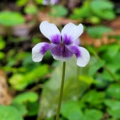 Viola banksii at Nambucca Heads, NSW - 1 Nov 2022 09:27 AM