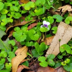 Viola banksii at Nambucca Heads, NSW - 1 Nov 2022 09:27 AM